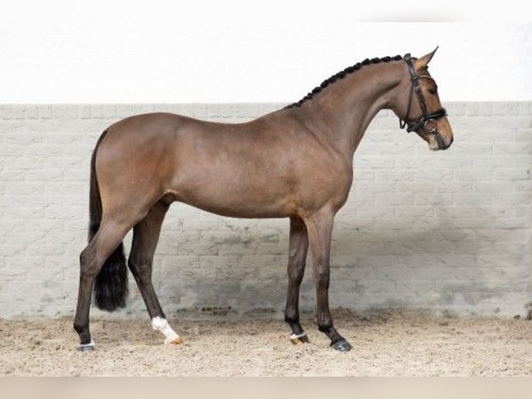 New Forest Pony Hengst 3 Jahre 146 cm Brauner in Heerde