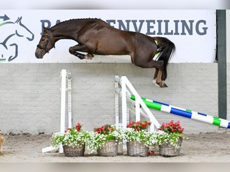 New Forest Pony Hengst 3 Jahre 148 cm in Heerde