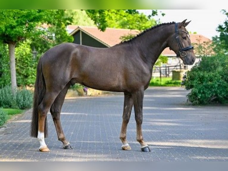 New Forest Pony Hengst 3 Jahre 148 cm in Heerde