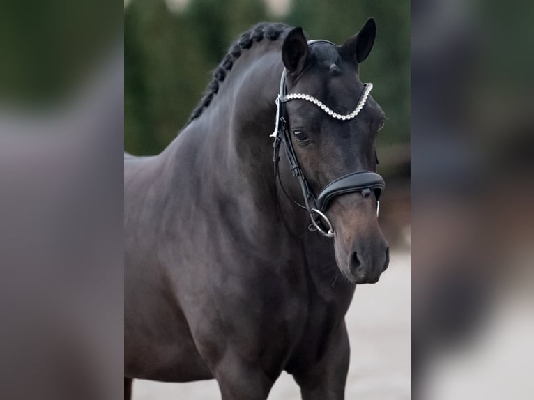 New Forest Pony Hengst 4 Jaar 144 cm Zwart in Landsmeer