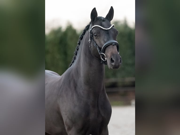 New Forest Pony Hengst 4 Jaar 144 cm Zwart in Landsmeer