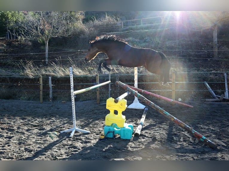 New Forest Pony Hengst 4 Jaar 150 cm Bruin in Aspres-sur-Buëch