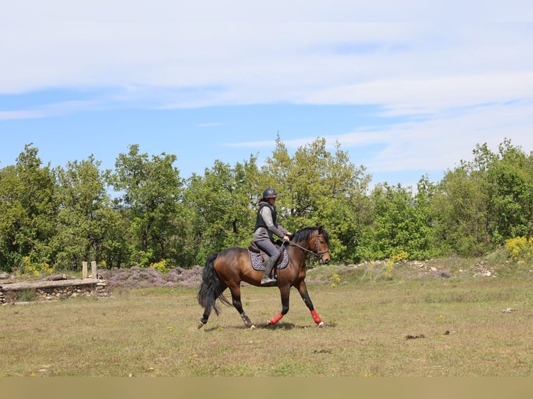 New Forest Pony Hengst 4 Jaar 150 cm Bruin in Aspres-sur-Buëch