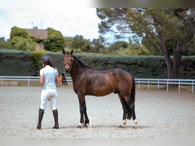 New Forest Pony Hengst 4 Jaar 150 cm Bruin in Aspres-sur-Buëch