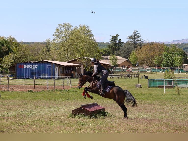 New Forest Pony Hengst 4 Jaar 150 cm Bruin in Aspres-sur-Buëch