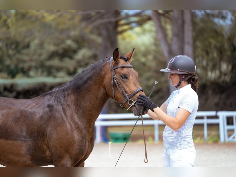 New Forest Pony Hengst 4 Jaar 150 cm Bruin in Aspres-sur-Buëch