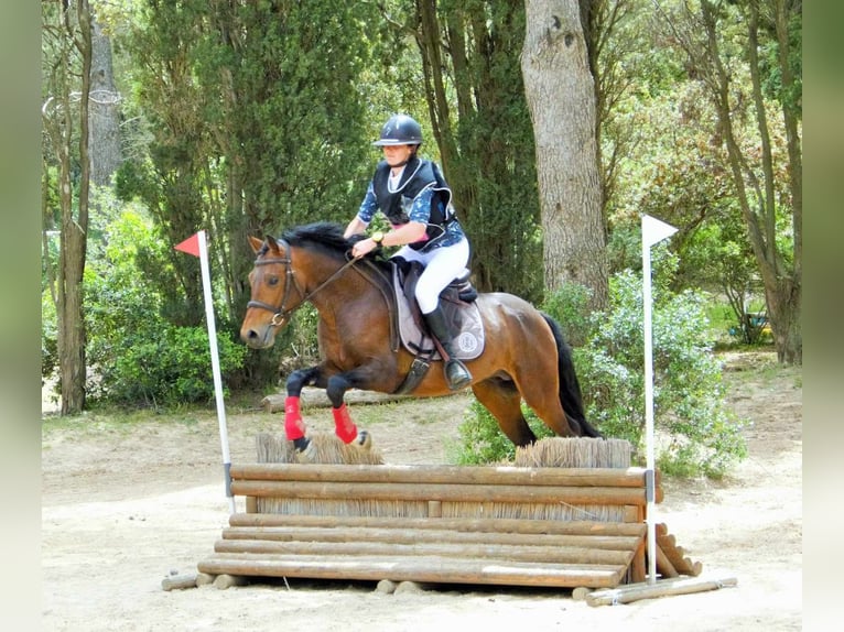 New Forest Pony Hengst 4 Jaar 150 cm Bruin in Aspres-sur-Buëch