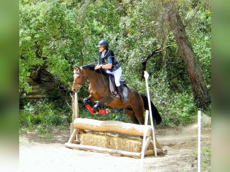 New Forest Pony Hengst 4 Jaar 150 cm Bruin in Aspres-sur-Buëch