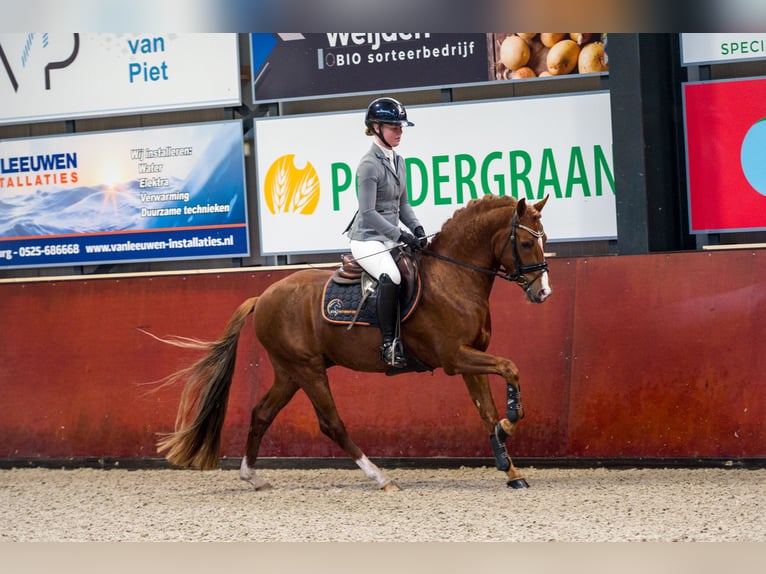 New Forest Pony Hengst 4 Jahre 145 cm Fuchs in Donkerbroek