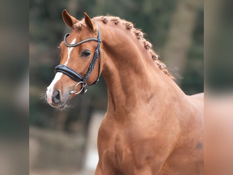 New Forest Pony Hengst 4 Jahre 145 cm Fuchs in Donkerbroek