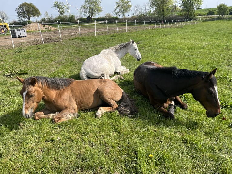 New Forest Pony Hengst 6 Jaar 137 cm Bruin in Schönwalde am Bungsberg