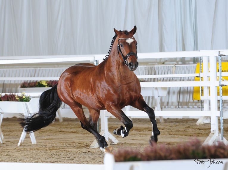 New Forest Pony Hengst 6 Jaar 148 cm Bruin in Pronstorf