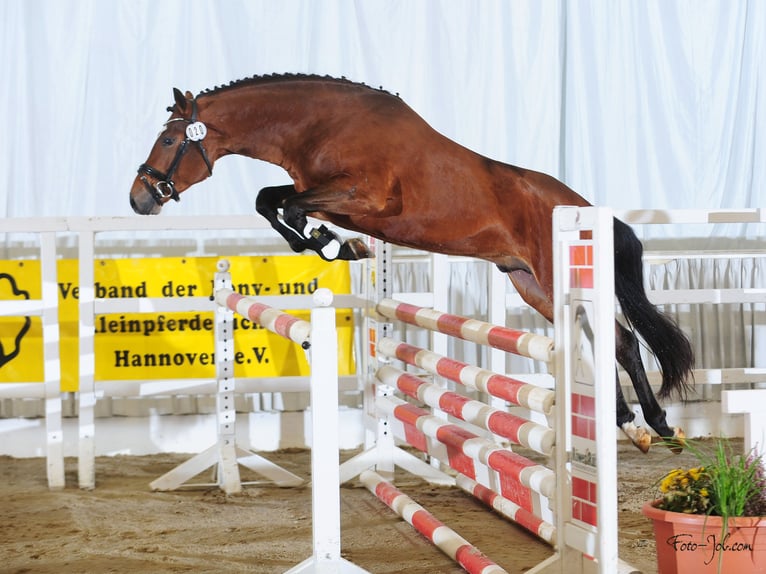 New Forest Pony Hengst 6 Jaar 148 cm Bruin in Pronstorf