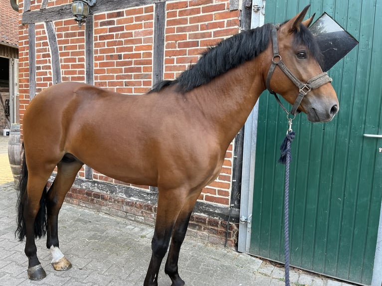 New Forest Pony Hengst 6 Jaar 148 cm Bruin in Rodewald