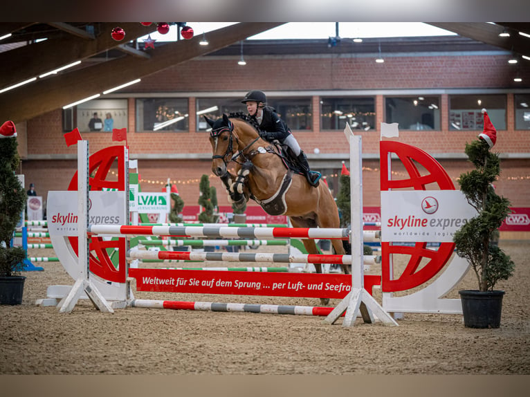 New Forest Pony Hengst 6 Jahre 148 cm Brauner in Rodewald