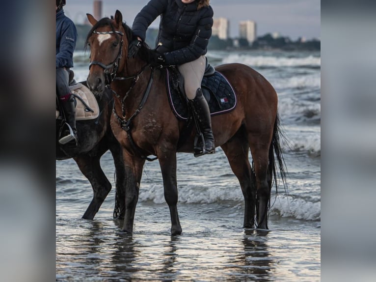 New Forest Pony Hengst 7 Jaar 148 cm Bruin in Pronstorf