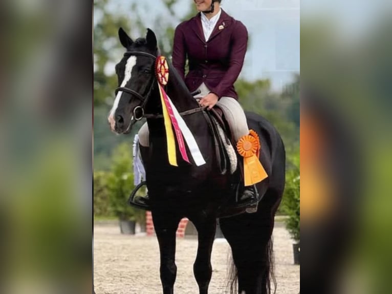 New Forest Pony Hengst 8 Jahre 146 cm Rappe in Holten