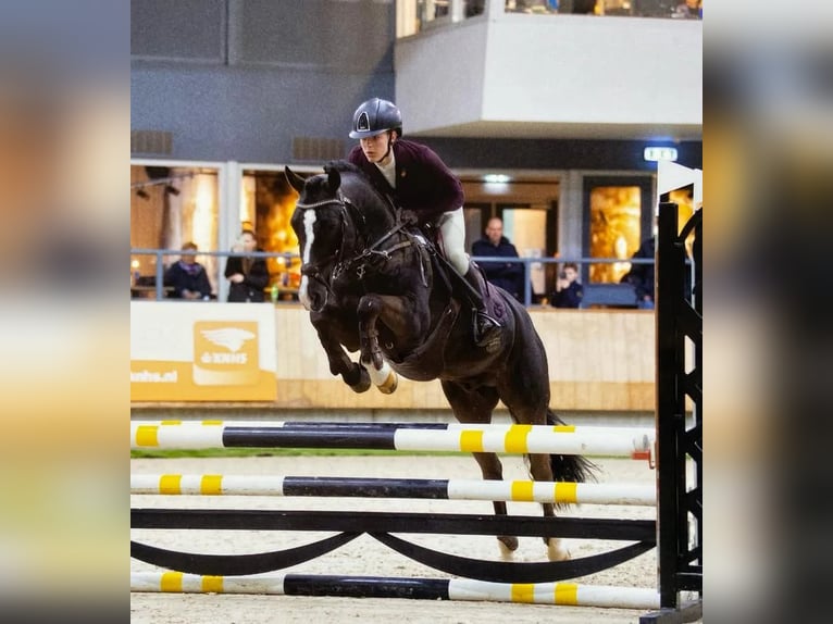 New Forest Pony Hengst 8 Jahre 146 cm Rappe in Holten