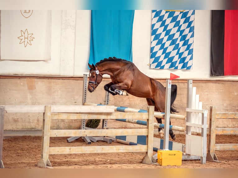 New Forest Pony Hengst Bruin in Pentling
