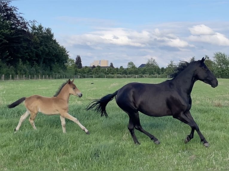 New Forest Pony Mix Hengst Fohlen (04/2024) 140 cm Buckskin in Haps