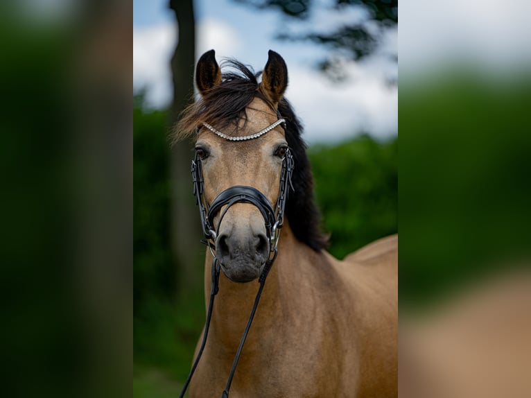 New Forest Pony Hengst Fohlen (03/2025) 145 cm Brauner in Jork