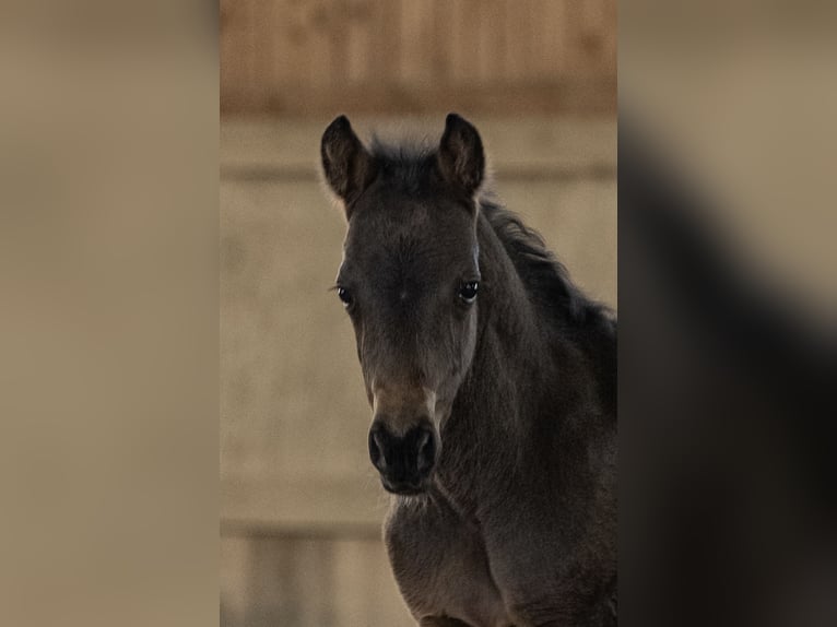 New Forest Pony Hengst Fohlen (03/2025) 145 cm Brauner in Jork