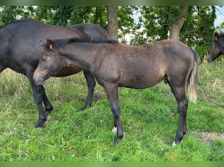 New Forest Pony Hengst Fohlen (03/2025) 145 cm Brauner in Jork