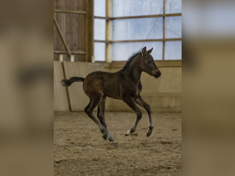 New Forest Pony Hengst Fohlen (03/2025) 145 cm Brauner in Jork