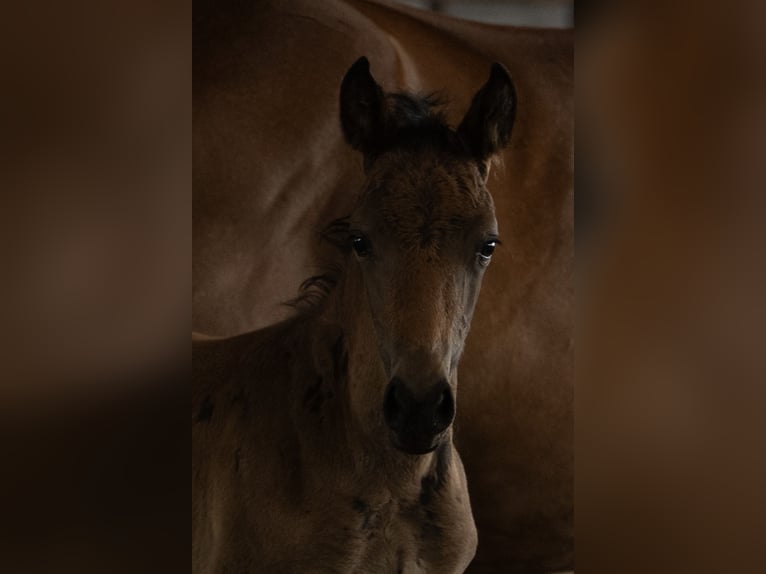 New Forest Pony Hengst Fohlen (05/2025) 145 cm Dunkelbrauner in Pronstorf