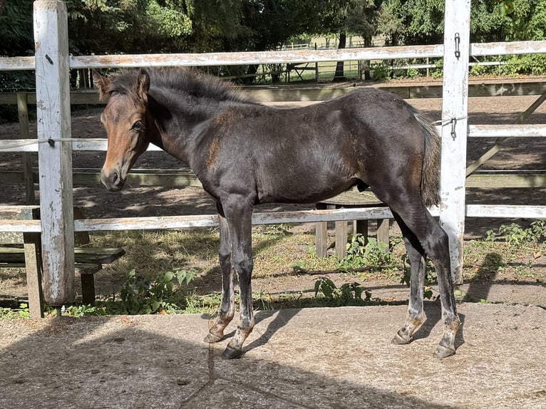 New Forest Pony Hengst Fohlen (05/2025) 145 cm Dunkelbrauner in Pronstorf
