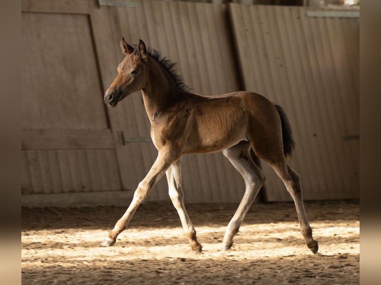 New Forest Pony Hengst Fohlen (05/2025) 145 cm Dunkelbrauner in Pronstorf