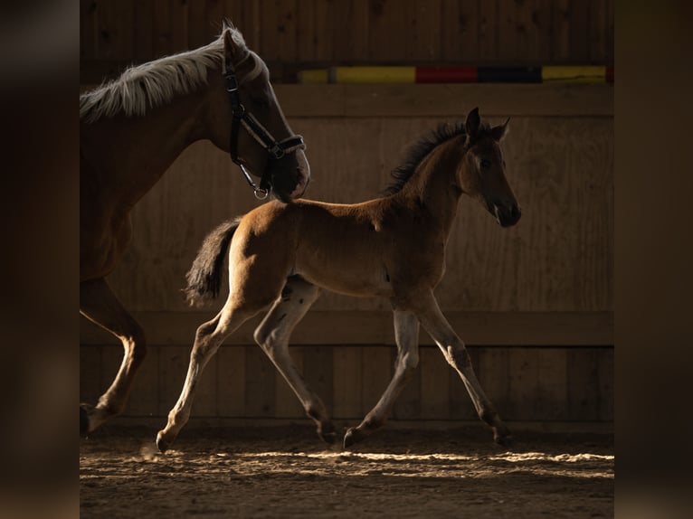New Forest Pony Hengst Fohlen (05/2025) 145 cm Dunkelbrauner in Pronstorf