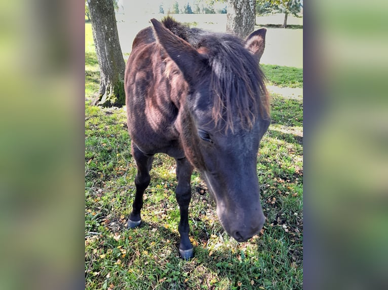 New Forest Pony Hengst Fohlen (04/2024) 146 cm Dunkelbrauner in Chaudes-aigues