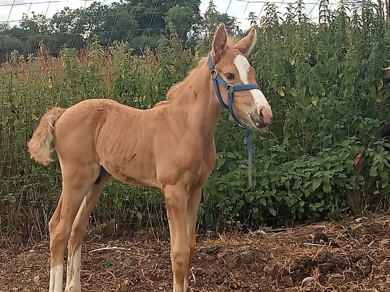 New Forest Pony Hengst Fohlen (01/2026) 160 cm Palomino in Le pin