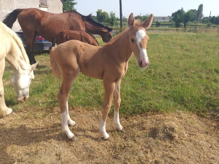 New Forest Pony Hengst Fohlen (01/2026) 160 cm Palomino in Le pin
