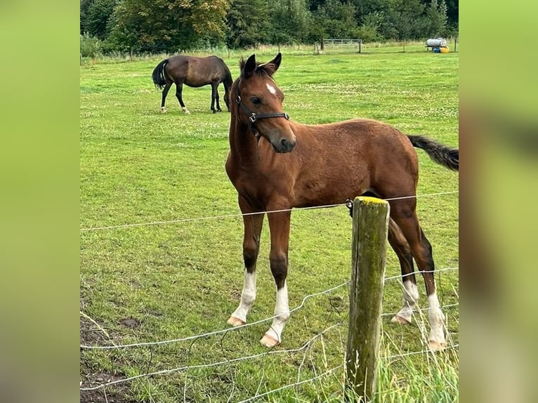 New Forest Pony Hengst Fohlen (05/2024) in Finsterwolde