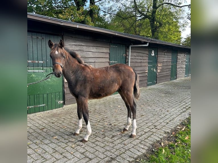 New Forest Pony Hengst Fohlen (05/2024) in Finsterwolde