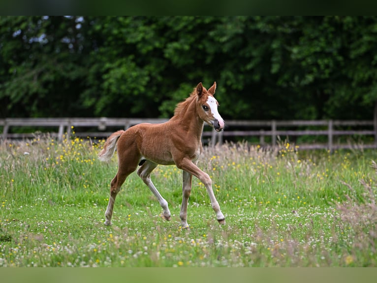 New Forest Pony Hengst Fohlen (05/2026)  in Vaassen