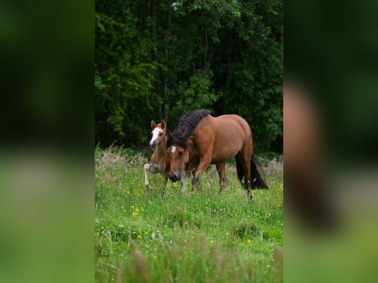 New Forest Pony Hengst Fohlen (05/2026)  in Vaassen