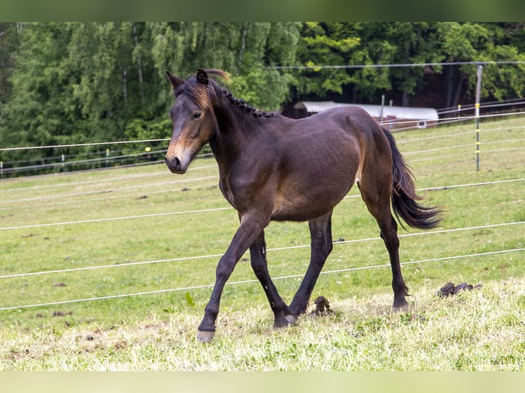 New Forest Pony Mix Hengst  Dunkelbrauner in W&#xF6;rth an der Donau