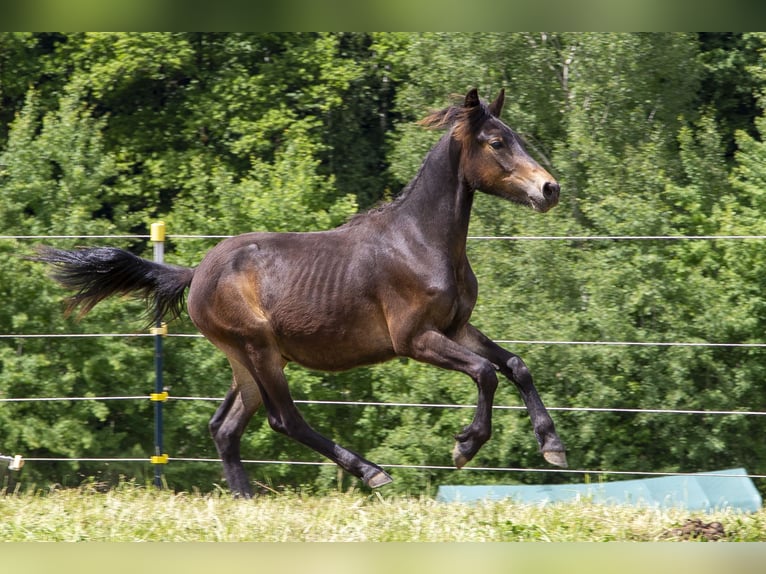 New Forest Pony Mix Hengst  Dunkelbrauner in W&#xF6;rth an der Donau