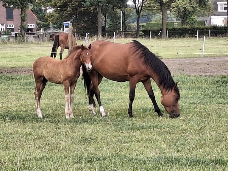 New Forest Pony Hengst  Fuchs in Nispen
