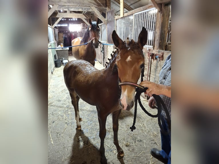 New Forest Pony Hengst  Fuchs in Nispen
