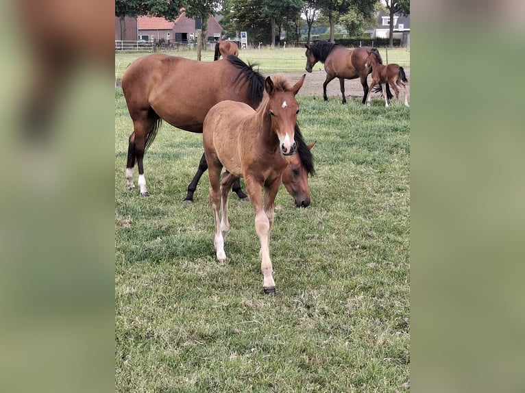 New Forest Pony Hengst  Fuchs in Nispen