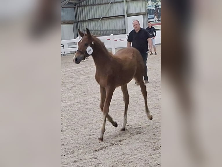 New Forest Pony Hengst  Fuchs in Nispen