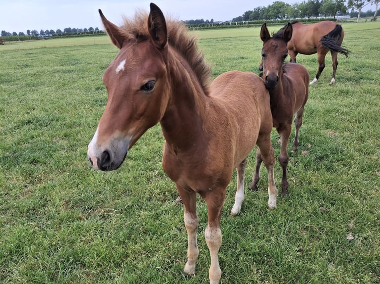 New Forest Pony Hengst  Fuchs in Nispen