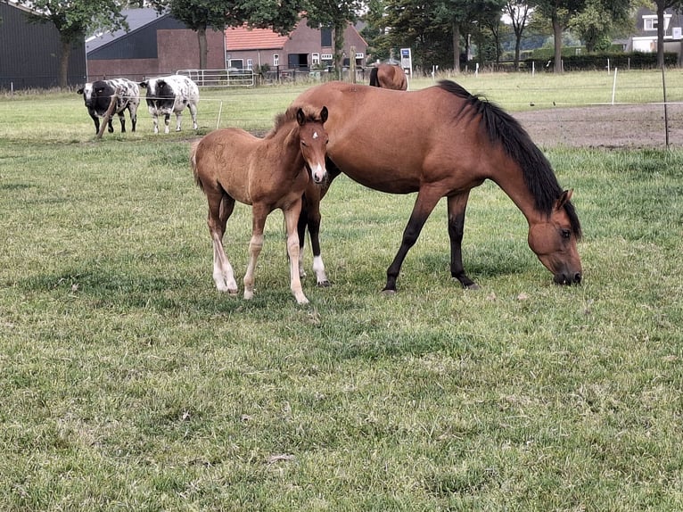 New Forest Pony Hengst  Fuchs in Nispen
