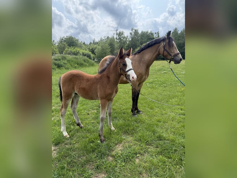 New Forest Pony Hengst  in Heinzenbach
