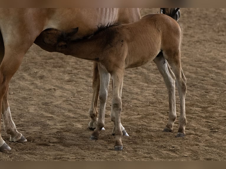 New Forest Pony Hengst Veulen (05/2025) 145 cm Donkerbruin in Pronstorf