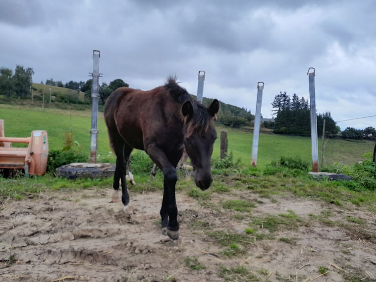 New Forest Pony Hengst veulen (04/2024) 146 cm Donkerbruin in Chaudes-aigues